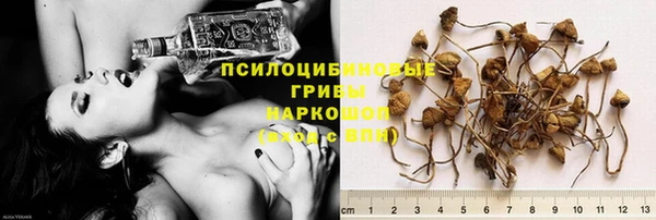стаф Аркадак